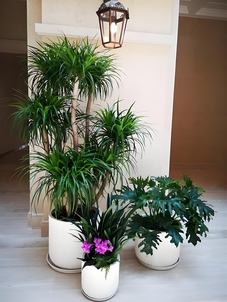 专业花卉租摆，北仑品质之选，点亮您的每一处空间